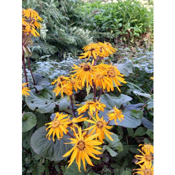 Języczka pomarańczowa-Ligularia dentata Midnight Lady