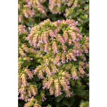 Oregano Dingle Fairy - Origanum vulgare