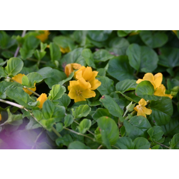 Tojeść rozesłana - Lysimachia nummularia