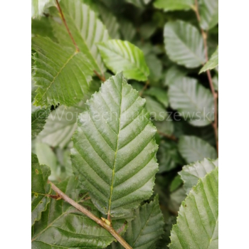 Grab pospolity-Carpinus betulus