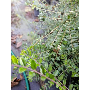 Suchodrzew mirtolistny-Lonicera nitida