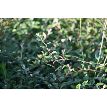 Irga Simonsa - Cotoneaster simonsii