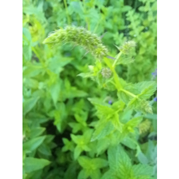 Mięta pieprzowa-Mentha x piperita