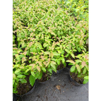 Dereń powabny Lady Jane-Cornus amomum