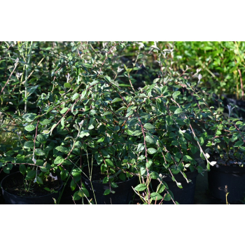 Irga Simonsa - Cotoneaster simonsii