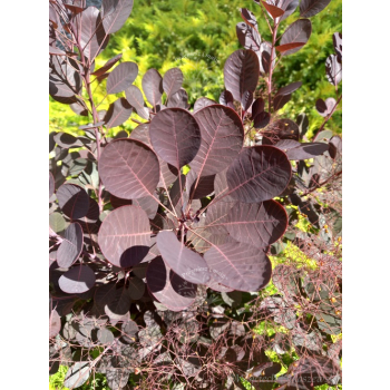 Perukowiec podolski Lilla-Cotinus coggygria