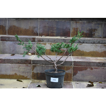 Jałowiec chiński Shimpaku - Juniperus chinensis 0088