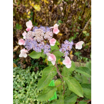 Hortensja kosmata Hot Chocolate-Hydrangea aspera