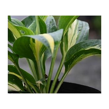 Funkia  Lakeside Paisley Print - Hosta