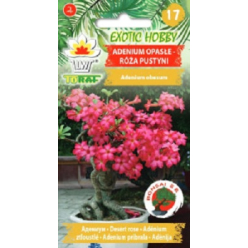 Adenium opasłe Róża Pustyni