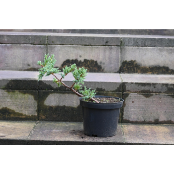 Jalowiec łuskowy Holger - Juniperus squamata 0003