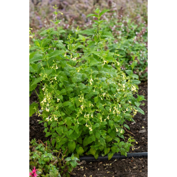 Kocimiętka himalajska - Nepeta govaniana