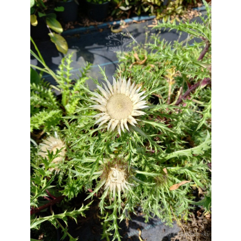 Dziewięćsił łodygowy-Carlina acualis ssp.simplex