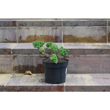 Jałowiec rozesłany Nana - Juniperus procumbens 0029