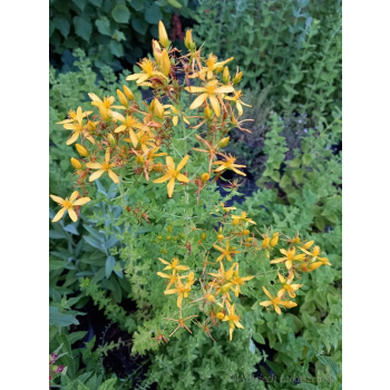 Dziurawiec zwyczajny - Hypericum perforatum