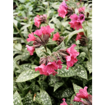 Miodunka-Pulmonaria Shrimps on the Barbie