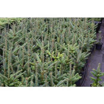 Jodła Frasera-Abies fraseri