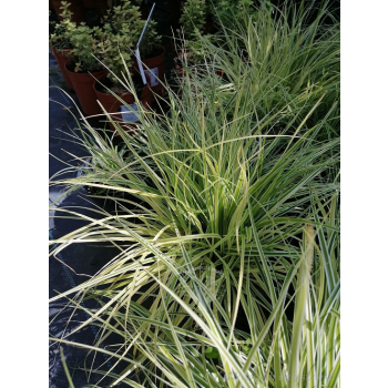 Turzyca oszimska K2 - Carex oshimensis