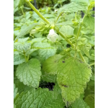Melisa lekarska-Melissa officinalis