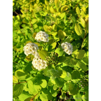 Tawuła brzozolistna Tor-Spiraea betulifolia