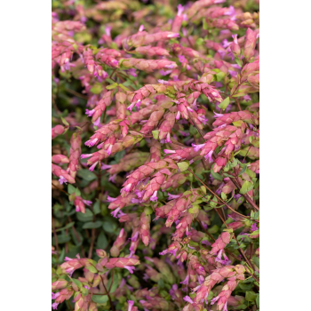Oregano Bristol Cross - Origanum vulgare