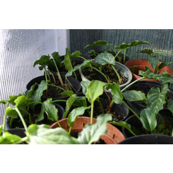 Obrazki włoskie - Arum italicum