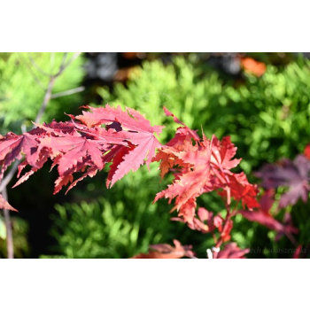 Klon ussuryjski - Acer pseudosieboldianum