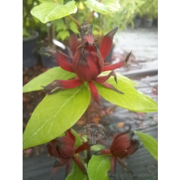 Kielichowiec wonny-Calycanthus floridus