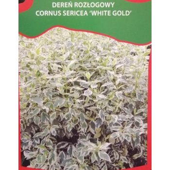 Dereń rozłogowy White Gold-Cornus sericea