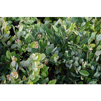 Fotergilla olszolistna Glaucophylla - Fothergilla gardenii