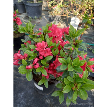Azalia japońska - Azalea japonica