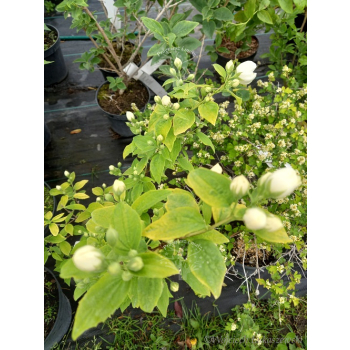 Jaśminowiec Yellow Hill-Philadelphus