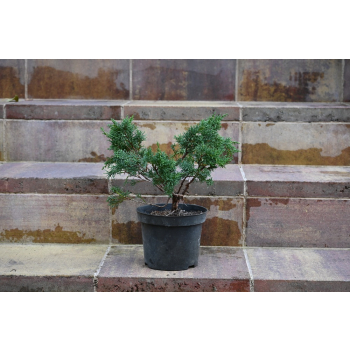 Jałowiec chiński Shimpaku - Juniperus chinensis 0090