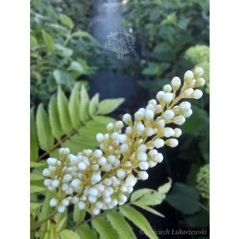 Tawlina jarzębolistna Sem-Sorbaria sorbifolia