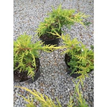 Jałowiec mieszańcowy Gold Star-Juniperus ×pfitzeriana Jałowiec mieszańcowy Gold Star-Juniperus ×pfitzeriana