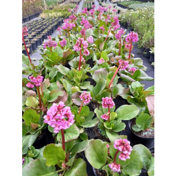 Bergenia sercowata-Bergenia cordifolia