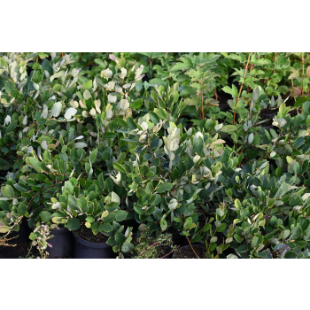 Fotergilla olszolistna Glaucophylla - Fothergilla gardenii