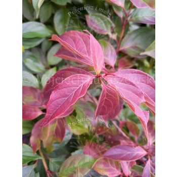 Dereń karłowy-Cornus pumila