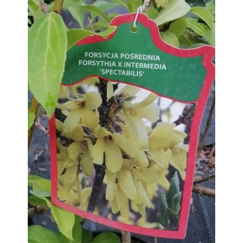 Forsycja pośrednia Spectabilis-Forsythia x intermedia
