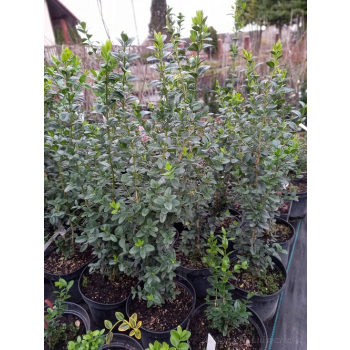 Bukszpan wieczniezielony Pyramidalis-Buxus sempervirens