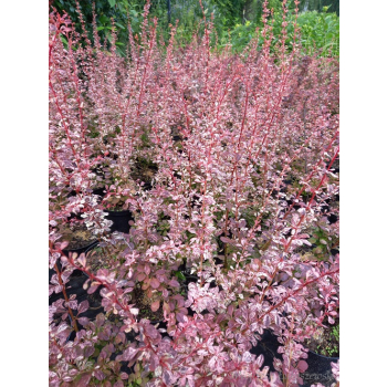 Berberys Thunberga Rosetta-Berberis thunbergii