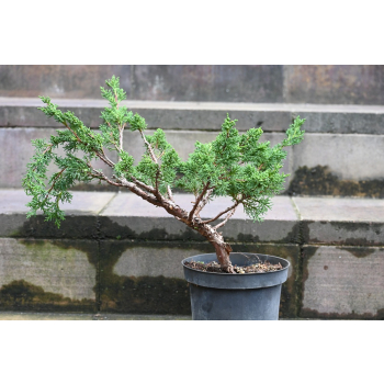 Jałowiec chiński Shimpaku - Juniperus chinensis 0086