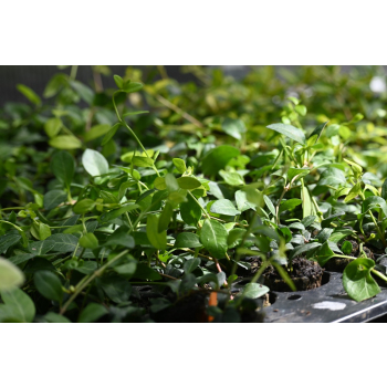 Barwinek pospolity Atropurpurea - Vinca minor