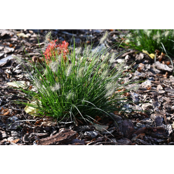 Rozplenica japońska-Pennisetum alopecuroides Little Bunny