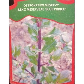 Ostrokrzew Blue Prince-Ilex x meserveae
