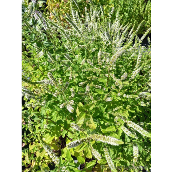 Mięta marokańska-Mentha spicata Moroccan