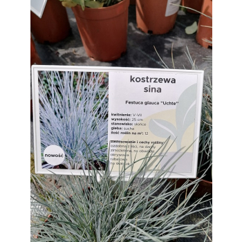 Kostrzewa sina Uchte - Festuca glauca Uchte