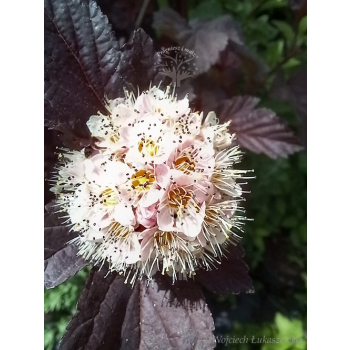 Pęcherznica kalinolistna Lady in Red-Physocarpus opulifolius