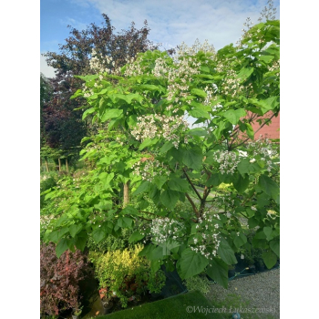 Katalpa zwyczajna-Catalpa bignonioides