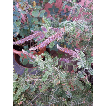 Amorfa sina-Amorpha canescens